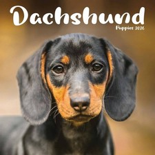 Dachshund Puppies Mini