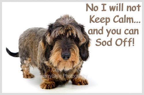 Wirehaired dachshund dog funny - dog,