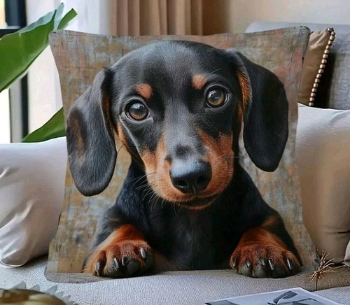 Dachshund puppy dog - puppy,